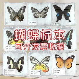 蝴蝶標(biāo)本 自然科學(xué)教學(xué)中的生動課堂